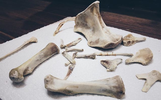 Turkey Bones from Thanksgiving