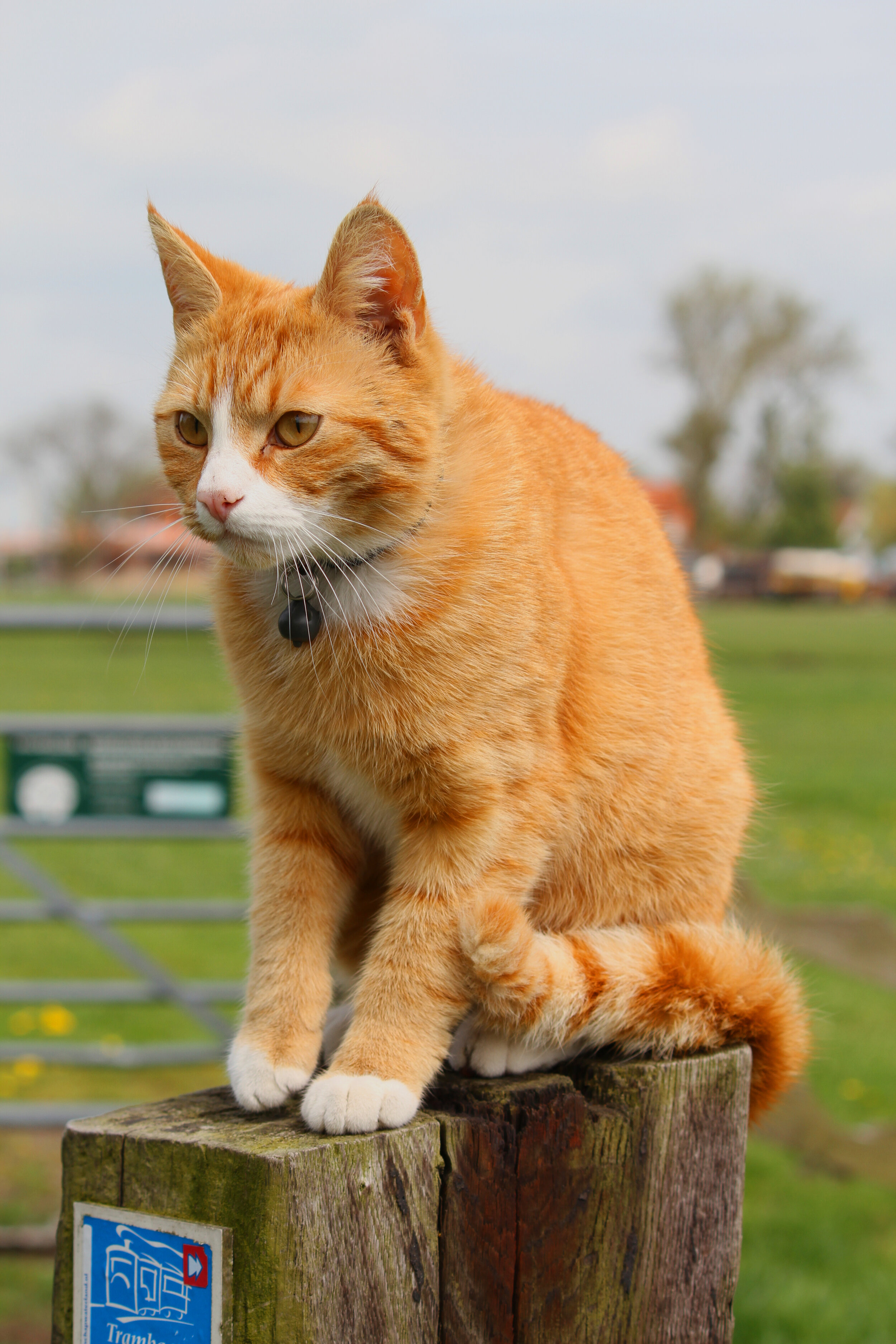 dieren-04-gerardschoon.jpg