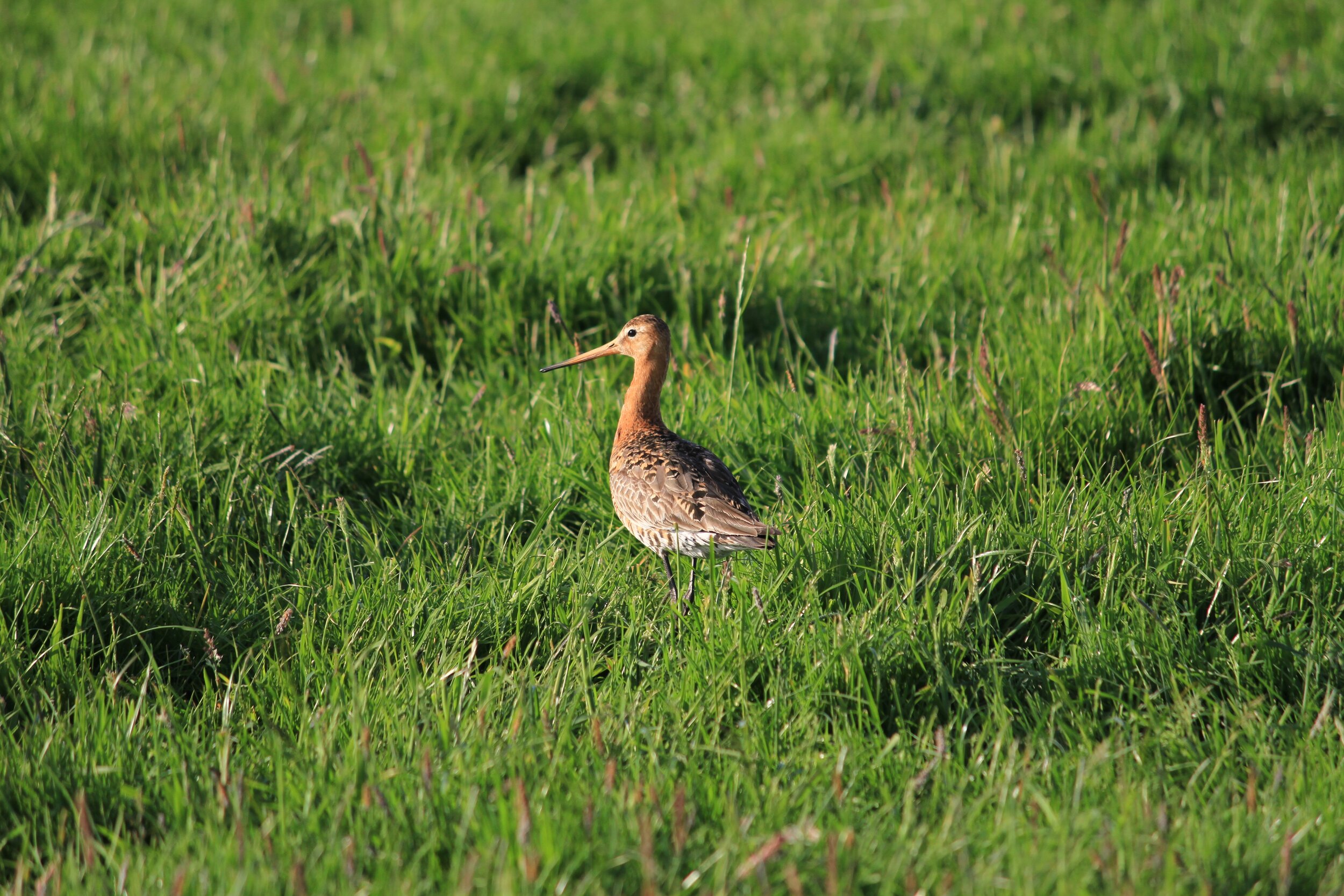 dieren-07-gerardschoon.jpg