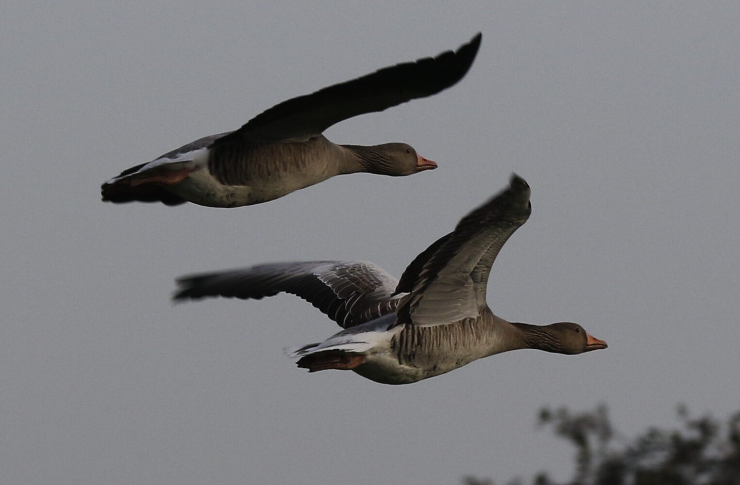 dieren-09-gerardschoon.jpg