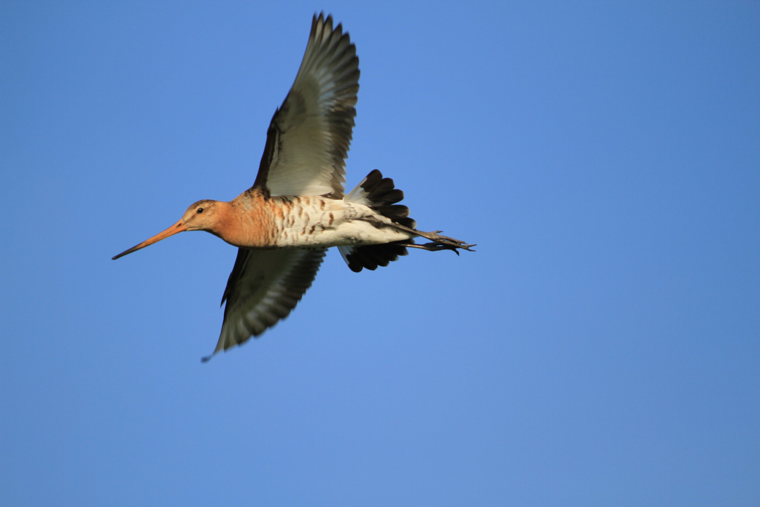 dieren-06-gerardschoon.jpg