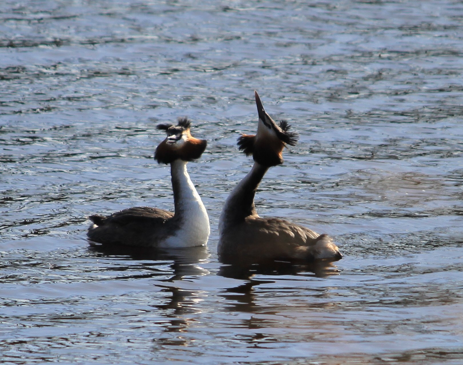 dieren-37-gerardschoon.JPG