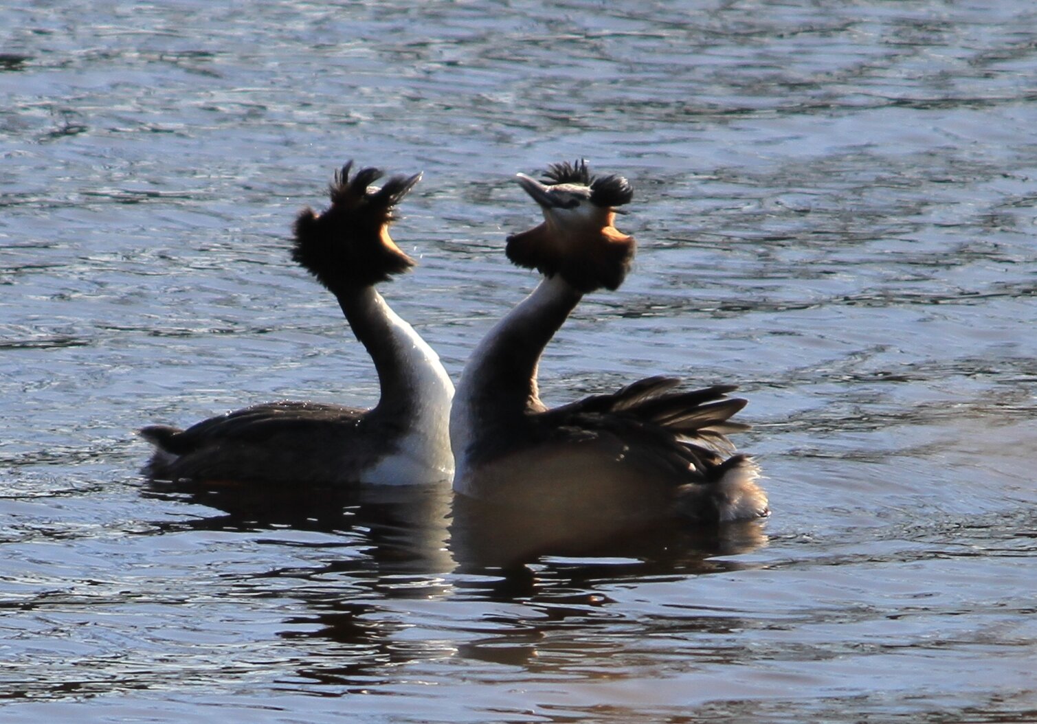 dieren-41-gerardschoon.jpg