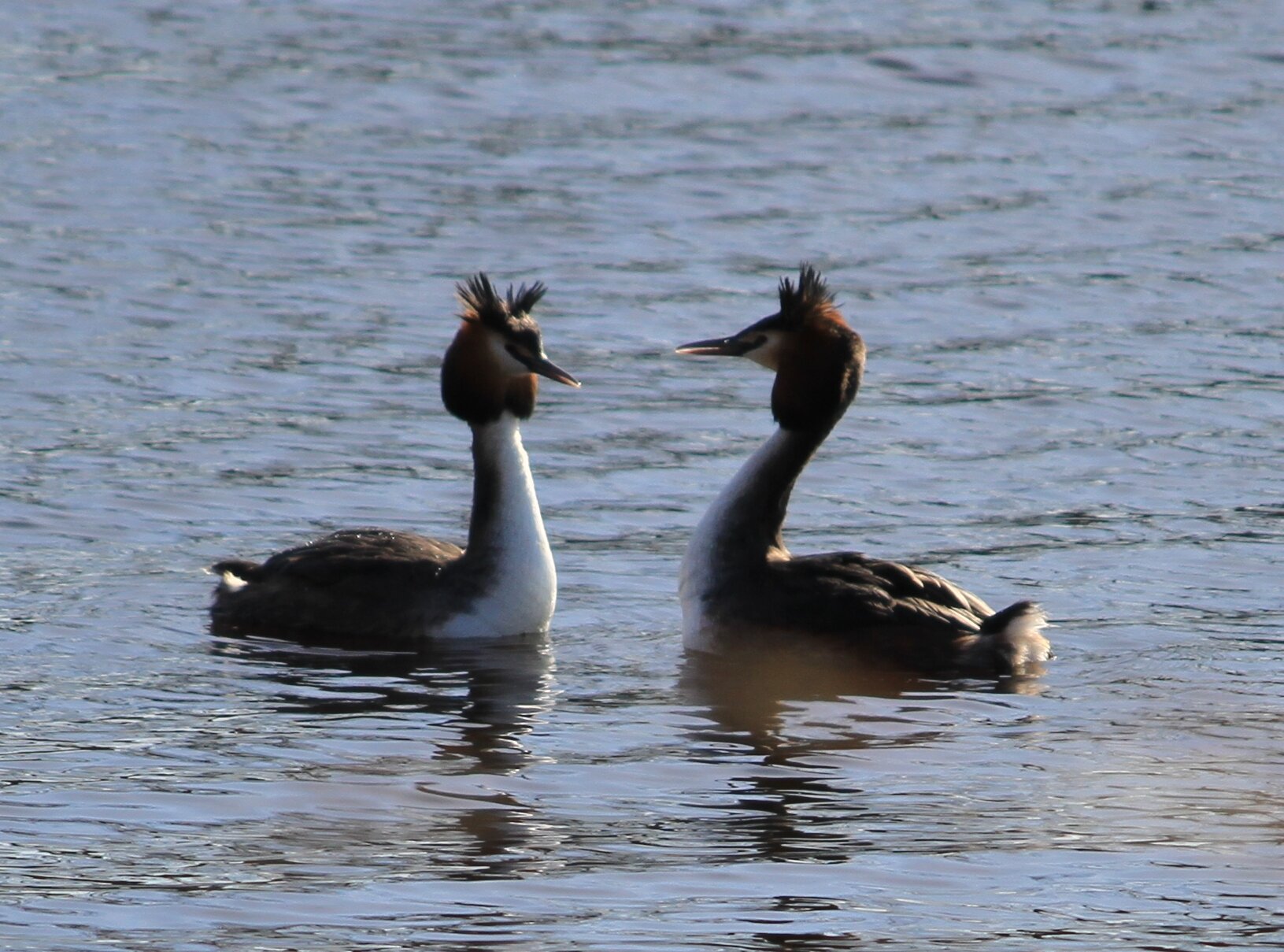 dieren-43-gerardschoon.jpg