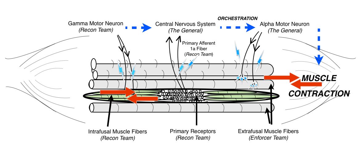 When you perform a Thrower's Isometric exercise, a neuron from your Recon Team, called a Gamma Motor Neuron , sends a contract signal to your Intrafusal Fibers (shown in green). When they receive this signal, they contract and shorten, which is going to place a stretch on the middle portion that contains your Primary Receptors . This stretch releases your Primary Receptors through stretch-gated channels, which communicate to your CNS (The General) with information needed for the muscle to contract. Therefore, it's the purpose of the Thrower's Isometrics to enhance the function of your Intrafusal Fibers (Recon Team) so that this process of communication can be more efficient. More Efficient Communication = Better Function = Improved Health and Performance. 