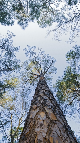 Longleaf-pine-at-Moody-Forest-Natural-Area-in-Georgia_tnc_19795933_c-Rich-Reid_1200x676.jpeg