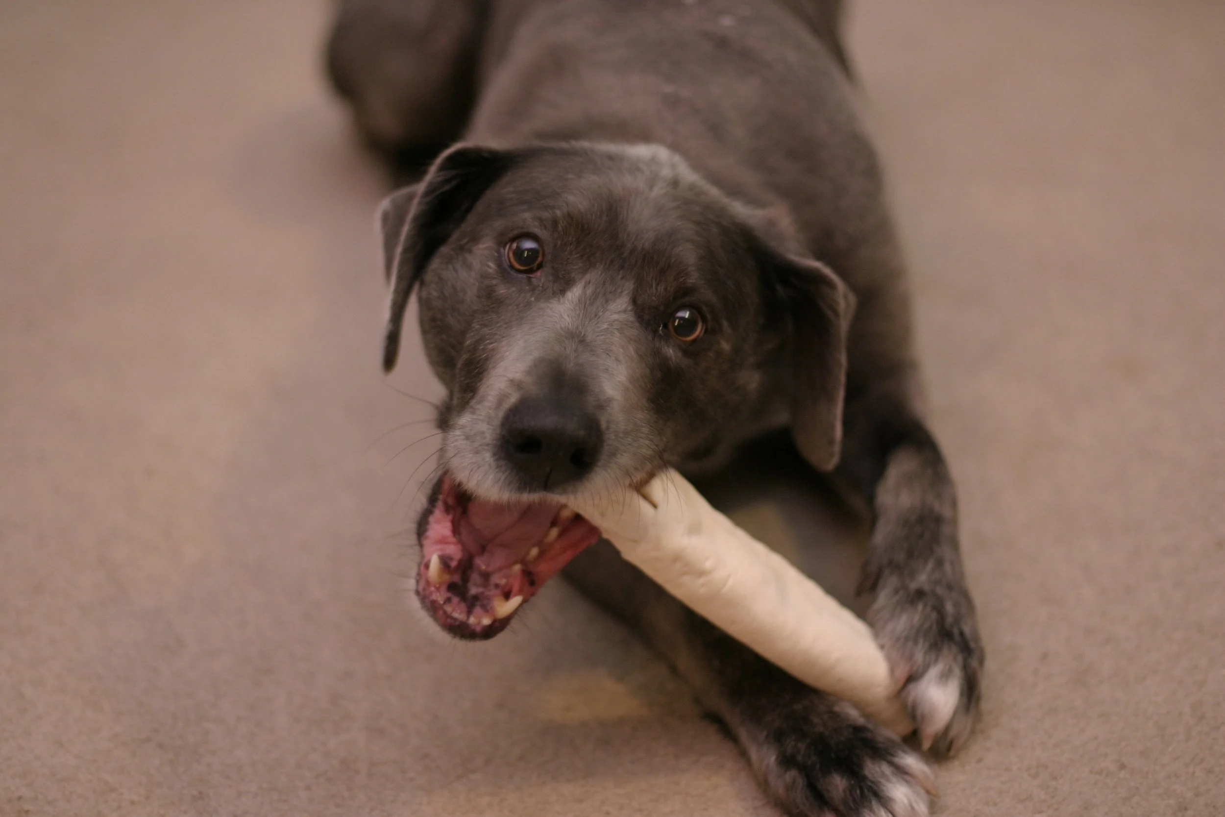 Dogs love rawhide chews! Beware of some dangers. Get the facts before your give one to your furry friend.