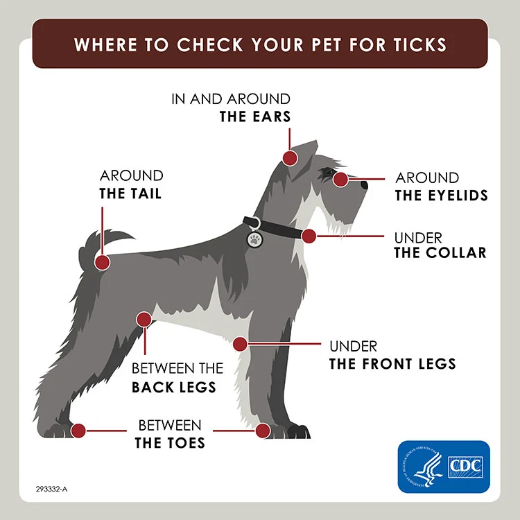 Check you dog carefully for ticks. Vacuum daily and wash your dog week once a week.