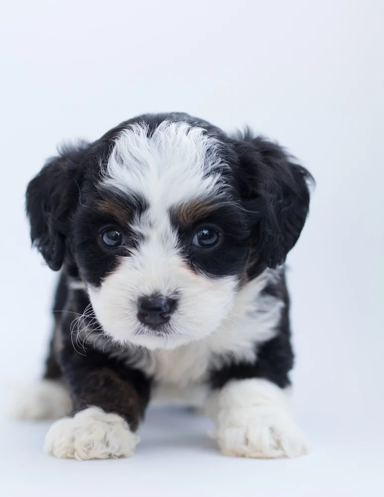 Super Cute Puppy PawSheets.jpg