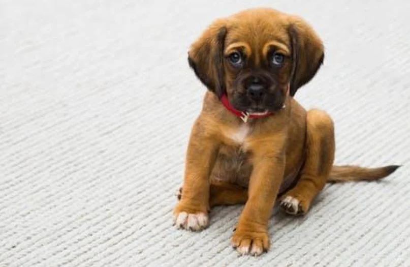 Moving can be disruptive to your pup. Here are some tips to help ease the transition. Photo is courtesy of Pexels.com