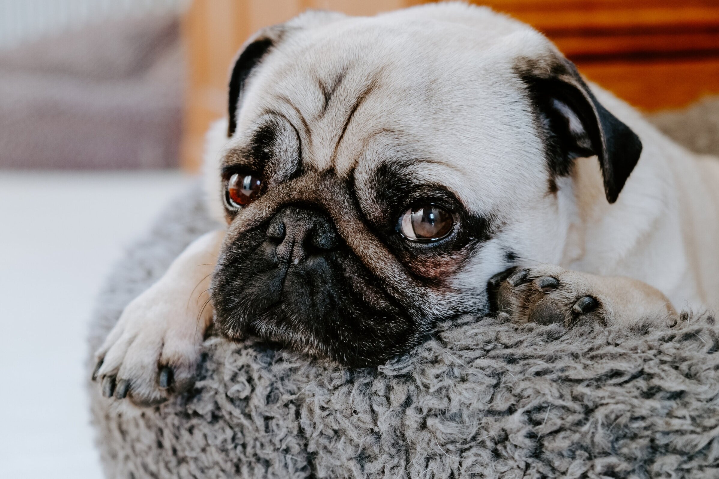 The sooner you deal with it the better - don’t let stink make you throw out your dog bed. Image: Karin Hiselius.