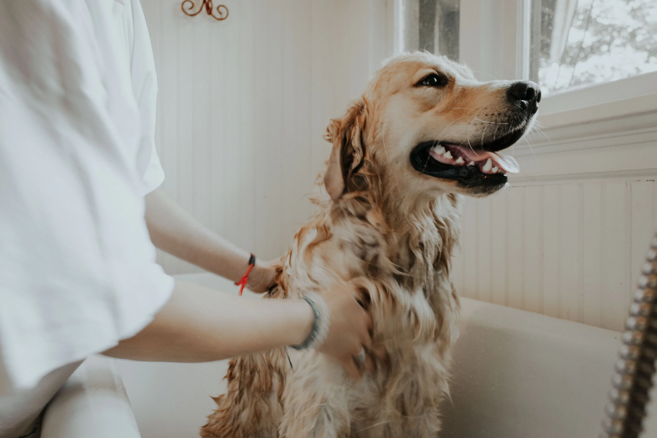 Washing you dog at home can have some great benefits. Photo by Autri Taheri on Unsplash