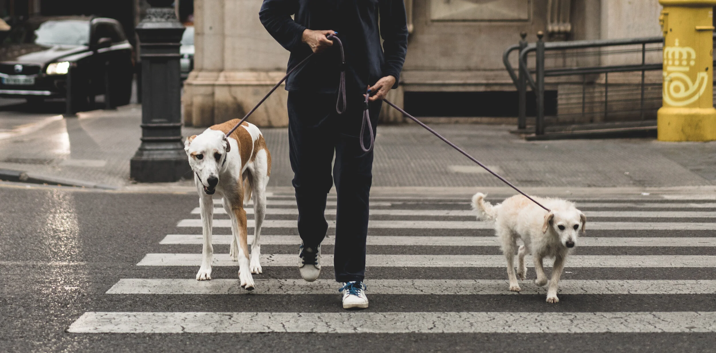 dog care services near me