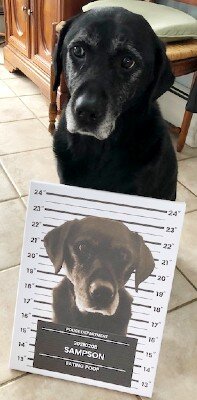Sampson with his Guilty Paws mugshot.