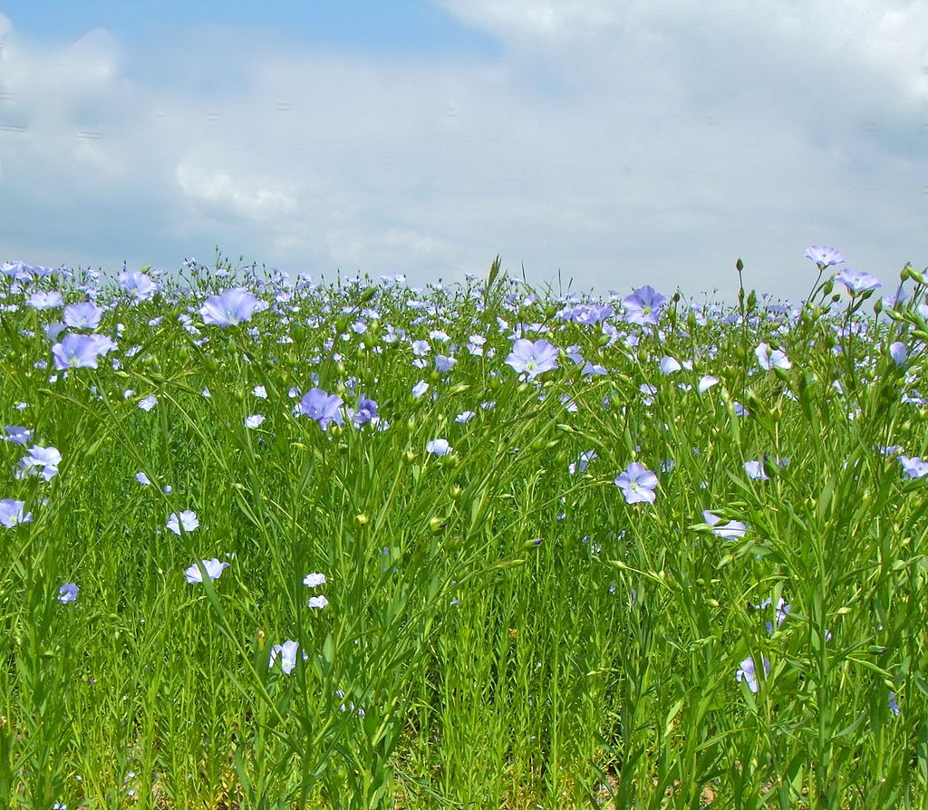 A flax field in late summer