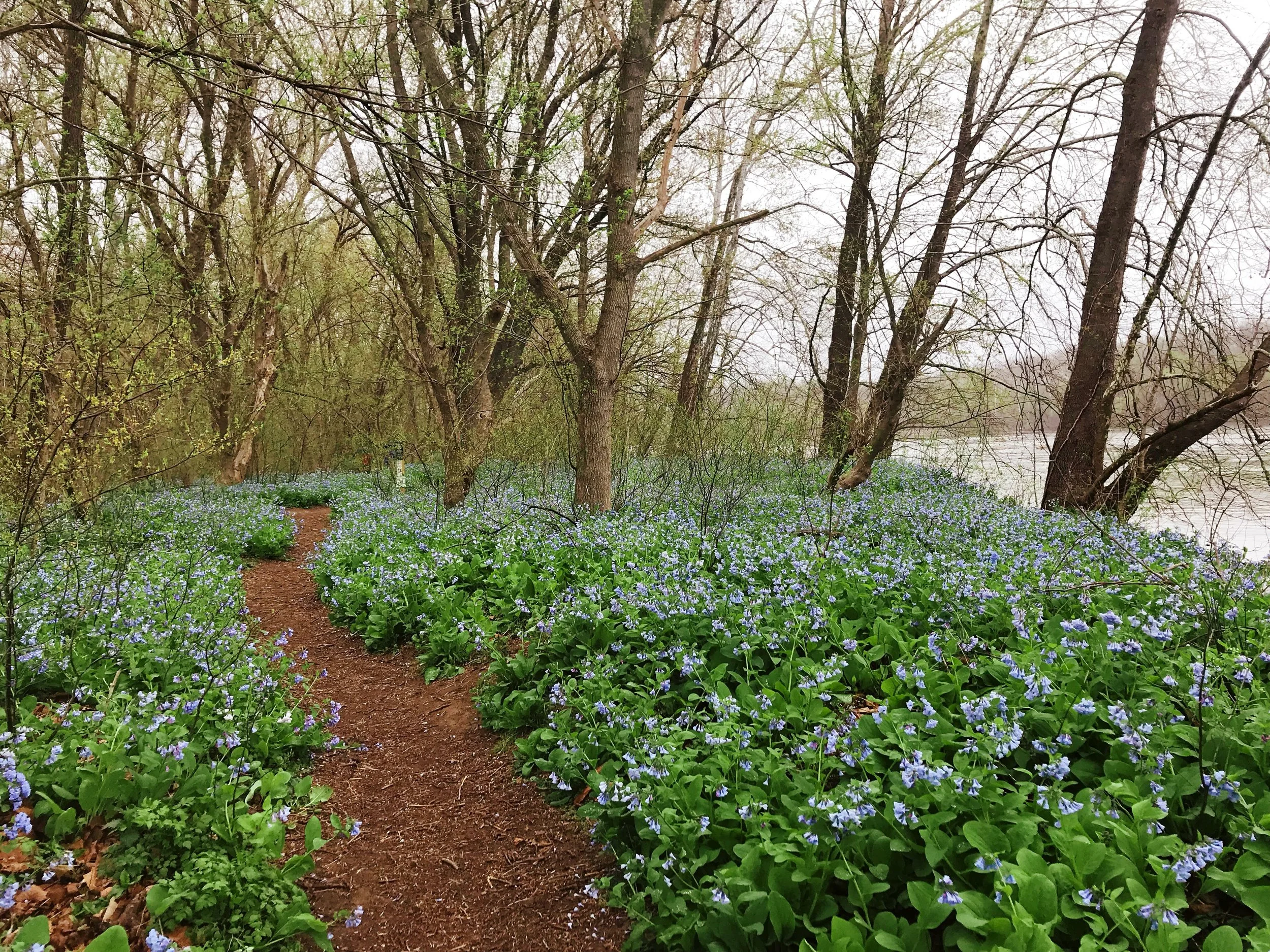 virginia-bluebells-nora-knox-4.jpg