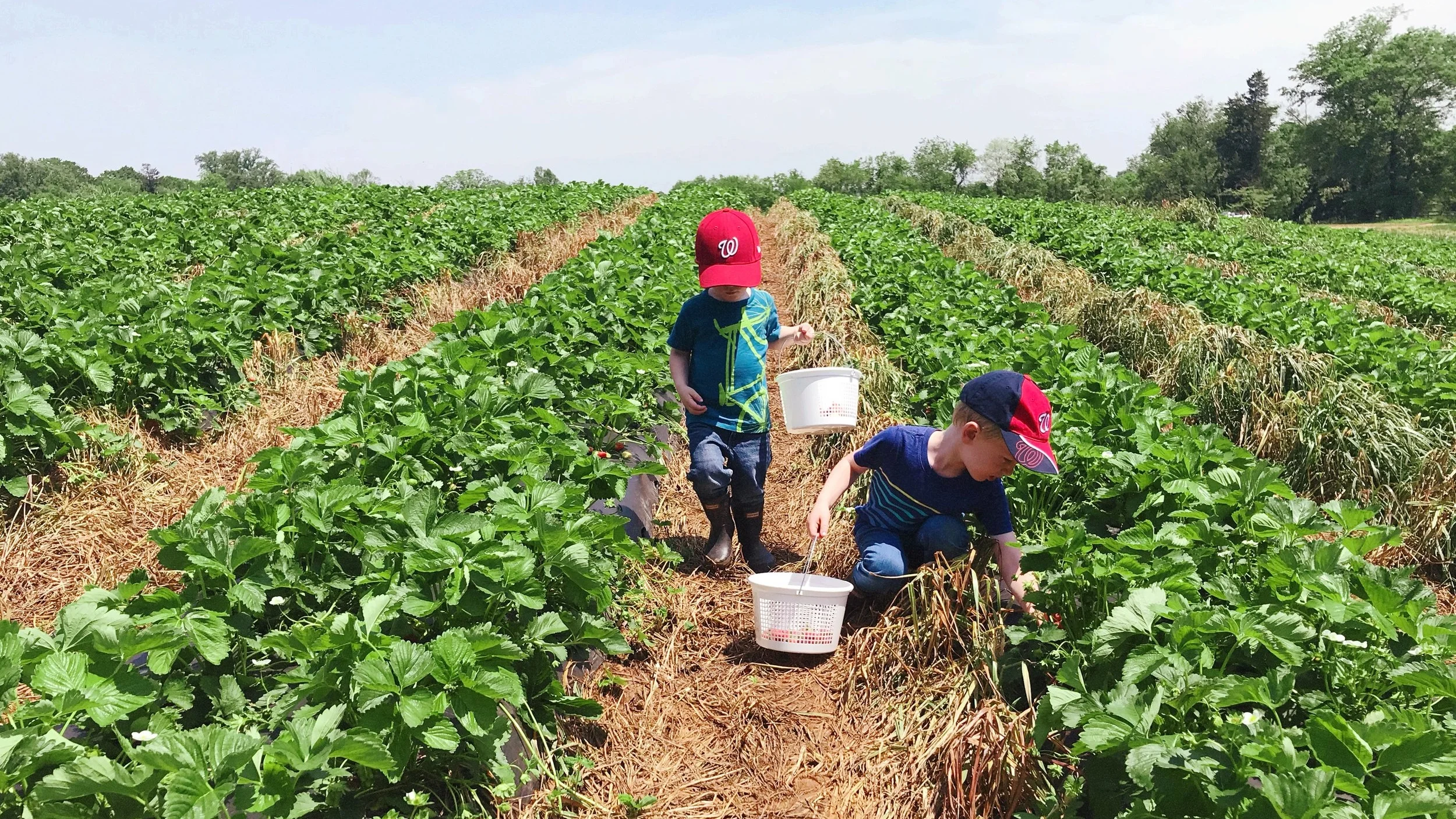 oatlands-strawberries-nora-knox.jpg