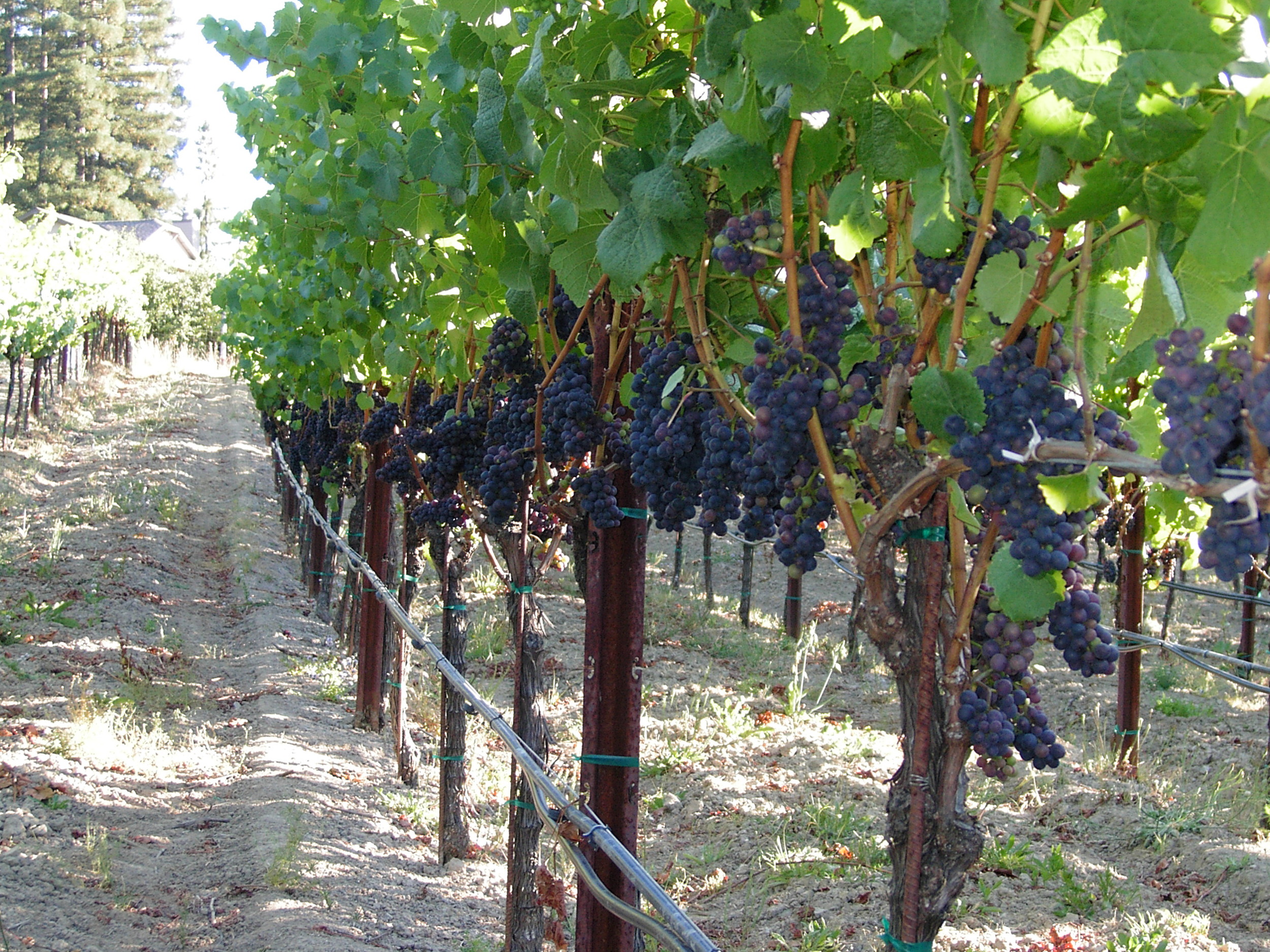 Wine Potentials