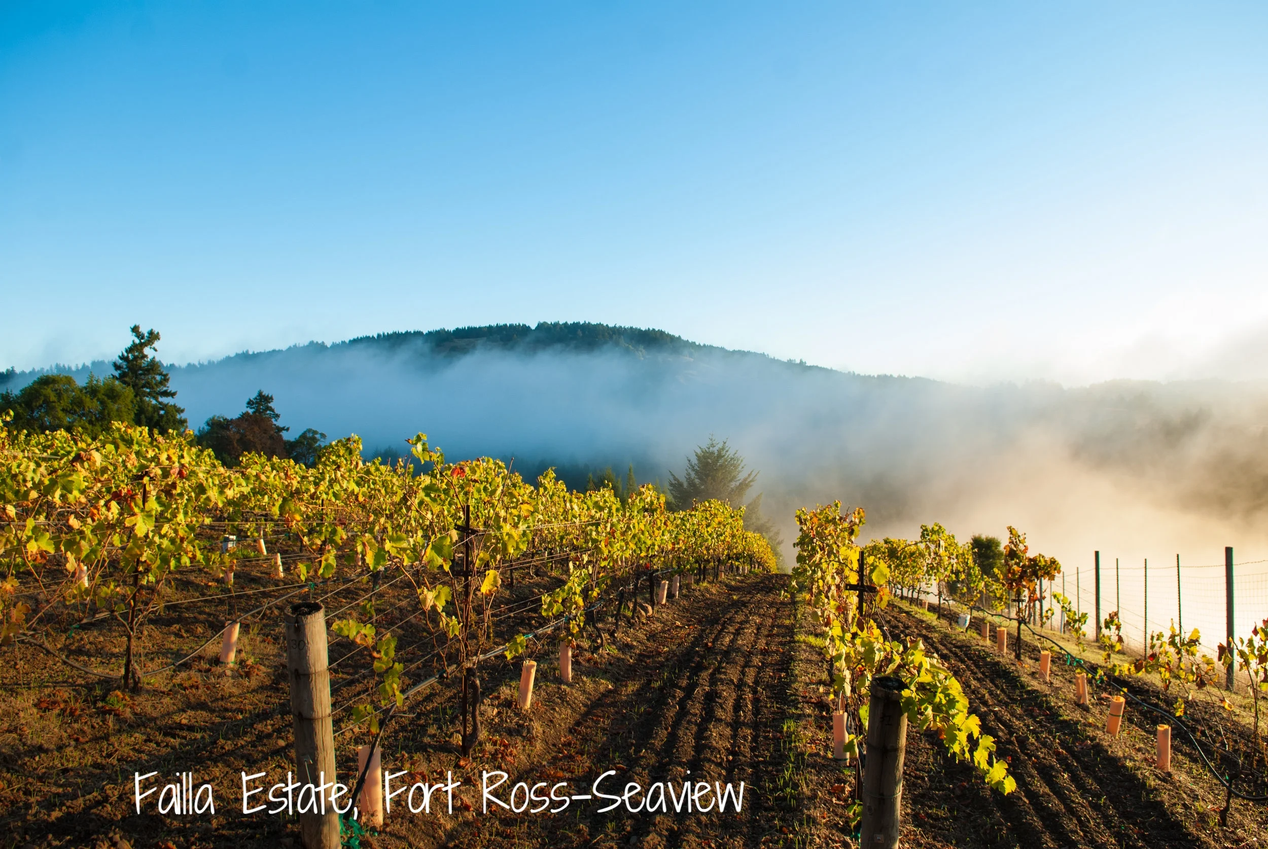 Estate Vineyard FRAMED ON WALL.jpg