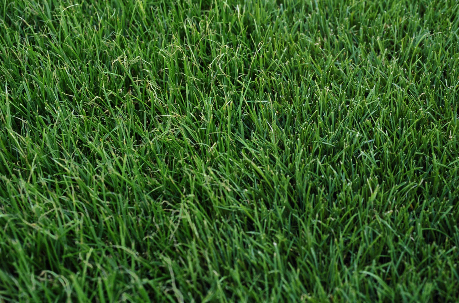 grassblowing_endframe02.jpg