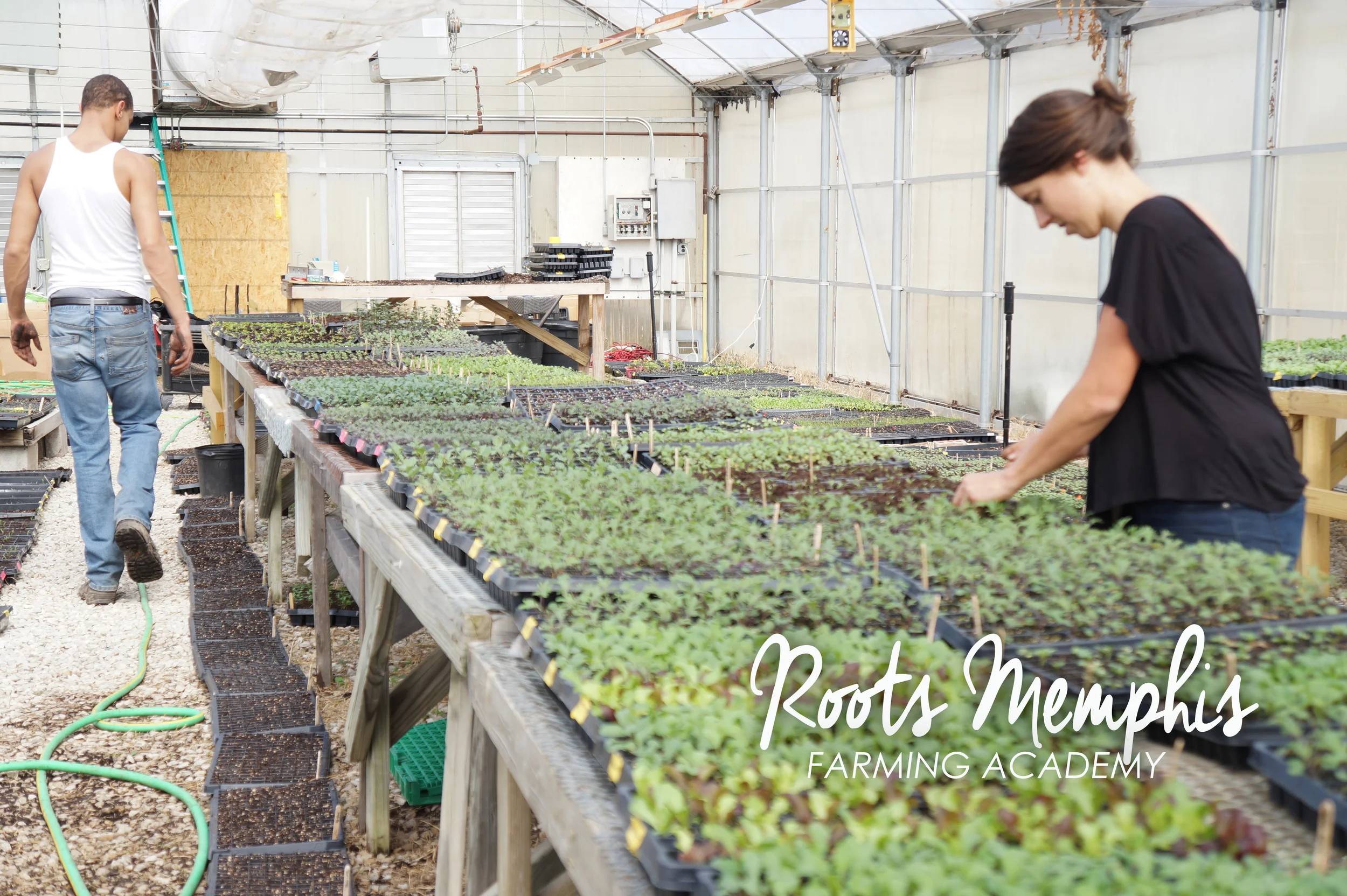 Andrea-Fenise-Roots-Memphis