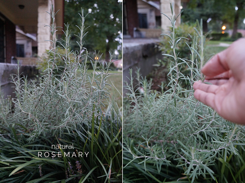 How to use rosemary in cooking 
