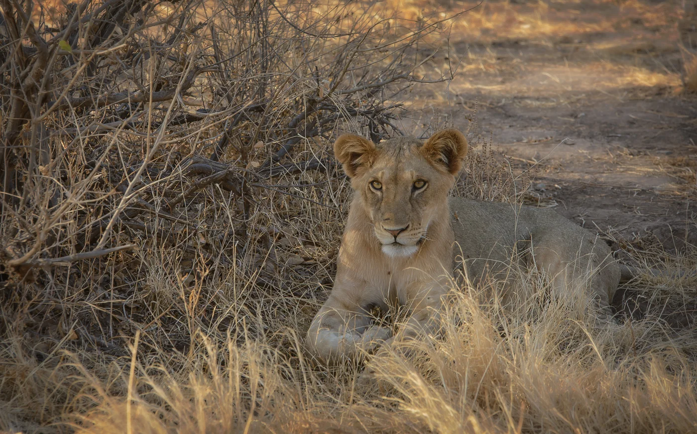 Howe_20131008_safari_day3_0083-Edit.jpg