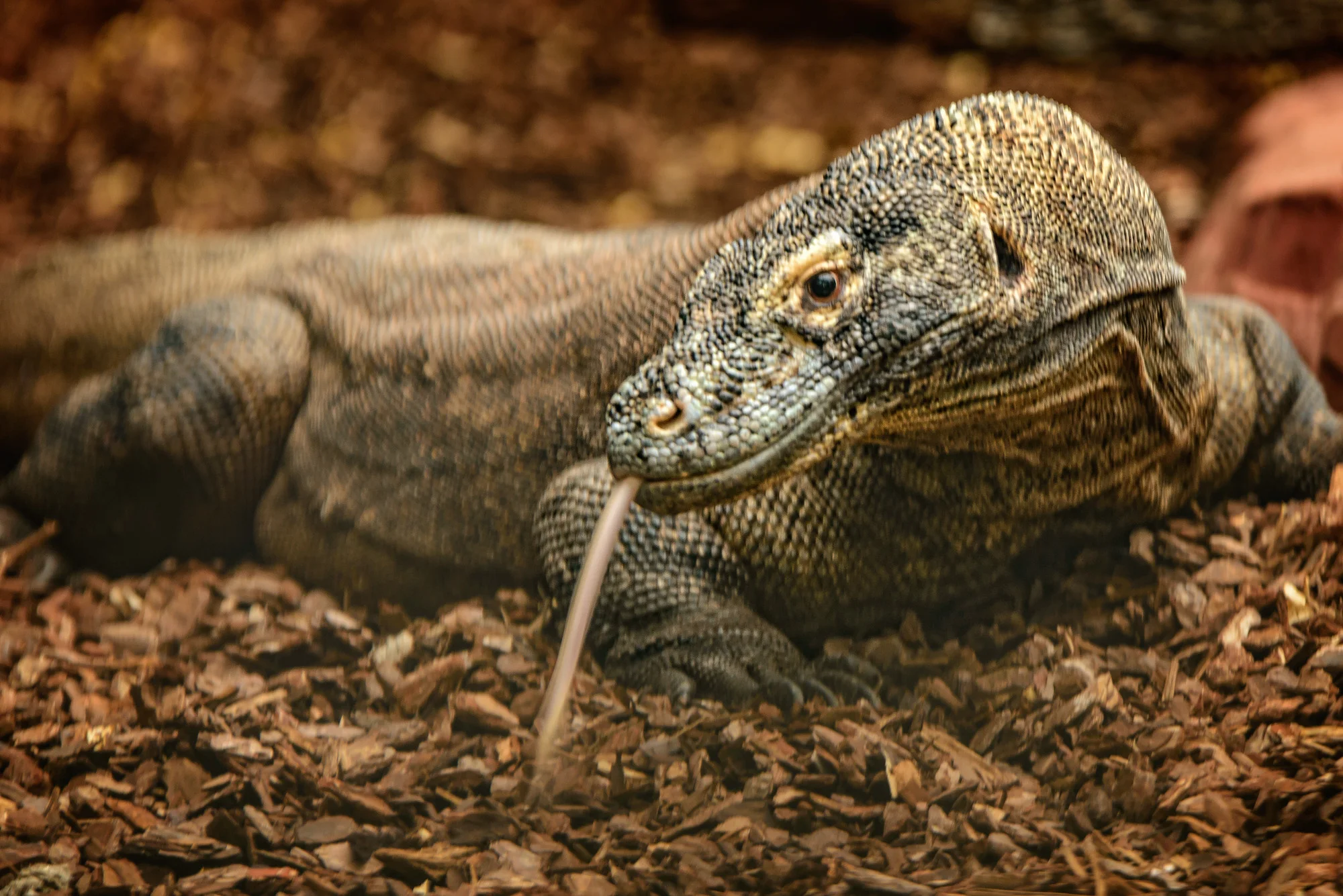 SH_151108_Colchester_zoo_0003-Edit.jpg