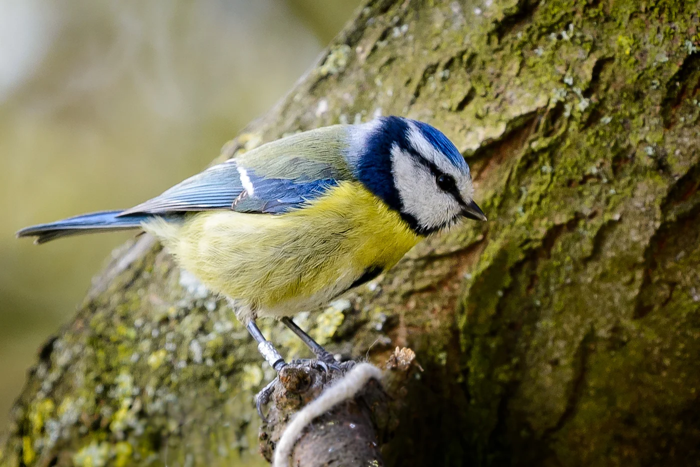 SH_160320_birds_0159-Edit.jpg