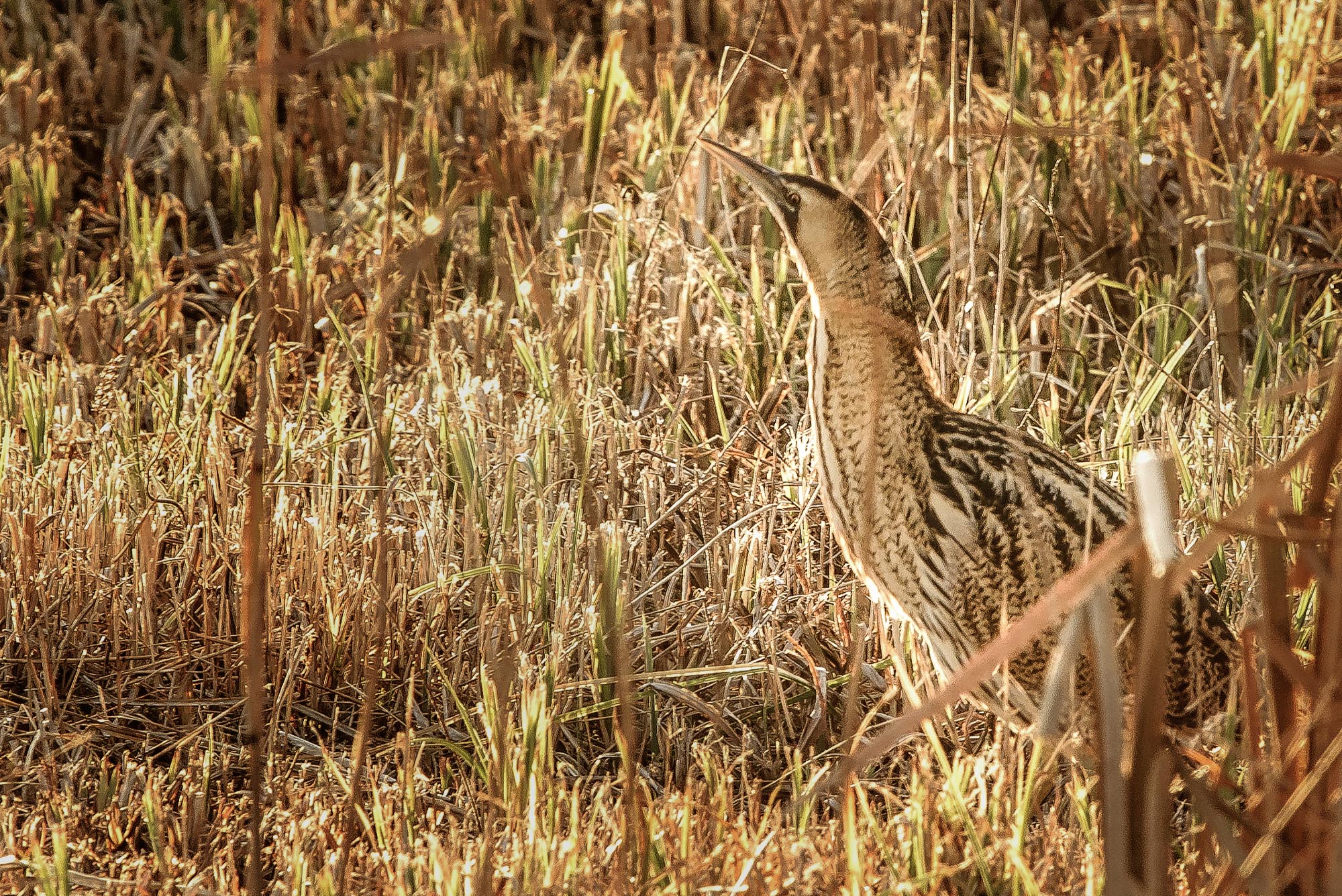A trip to Minsmere to try out my new lens