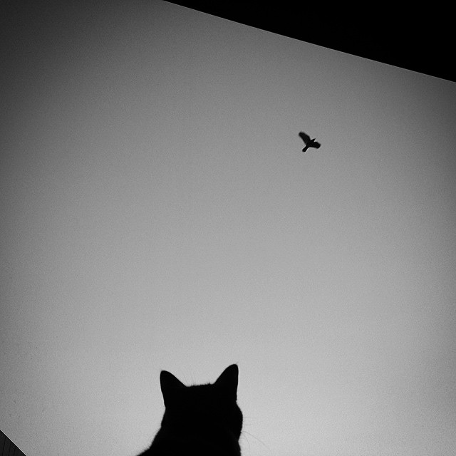 cat bird.jpg