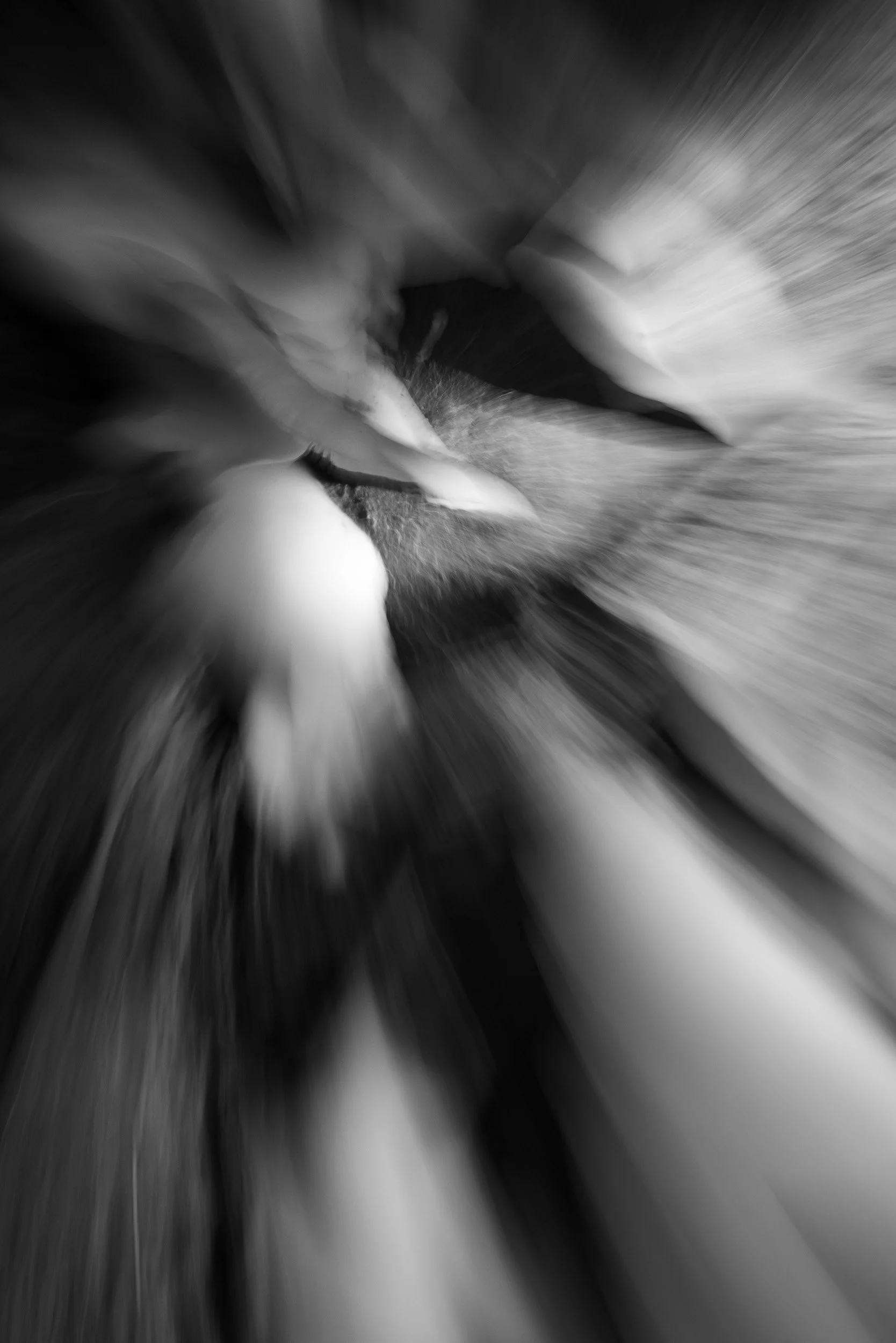 Black-and-white photograph from the Wuduland series, depicting a natural environment with soft motion blur and high-contrast light.