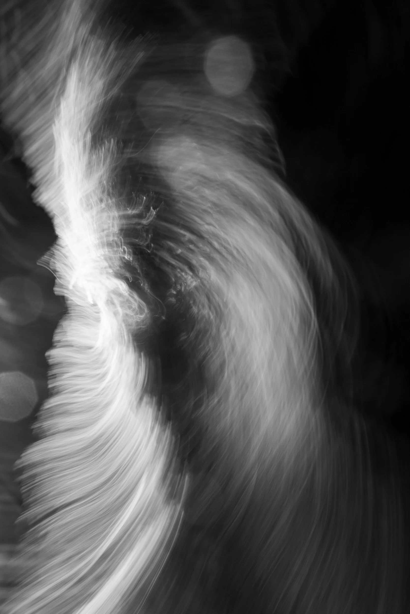 Black-and-white photograph from the Wuduland series, depicting a natural environment with soft motion blur and high-contrast light.