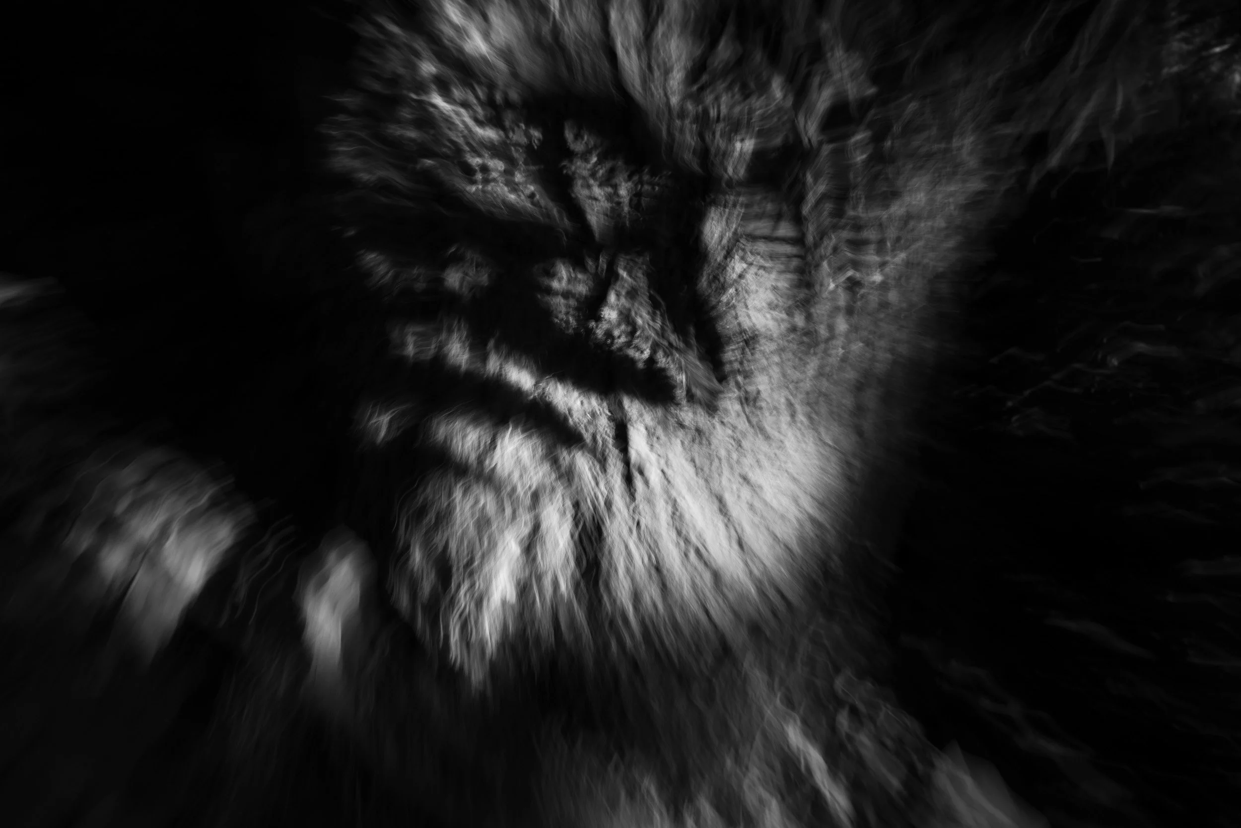Black-and-white photograph from the Wuduland series, depicting a natural environment with soft motion blur and high-contrast light.