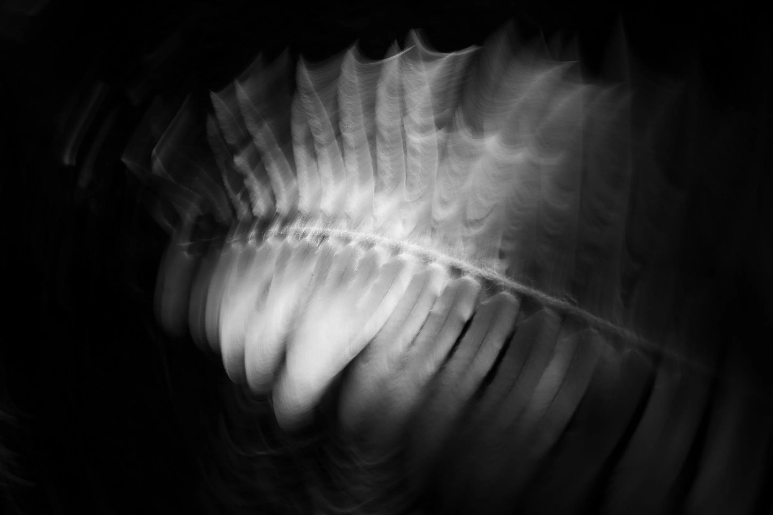 Black-and-white photograph from the Wuduland series, depicting a natural environment with soft motion blur and high-contrast light.