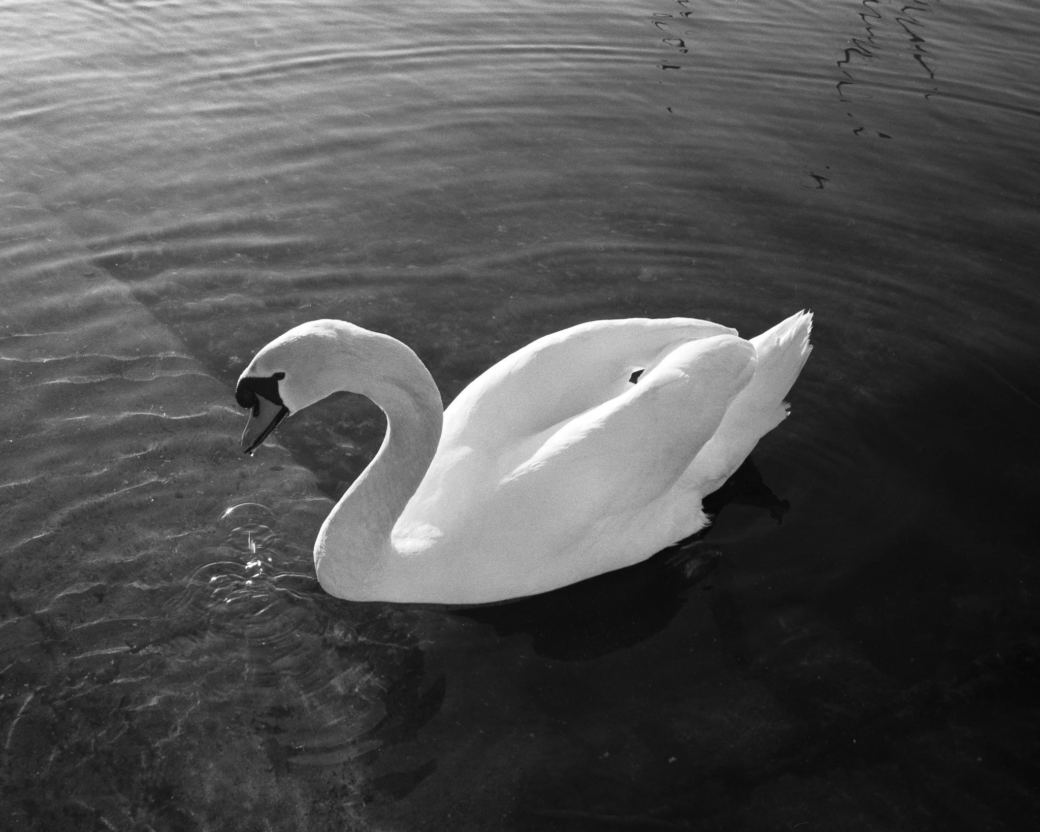 Black-and-white photograph of a swan, Lausanne.