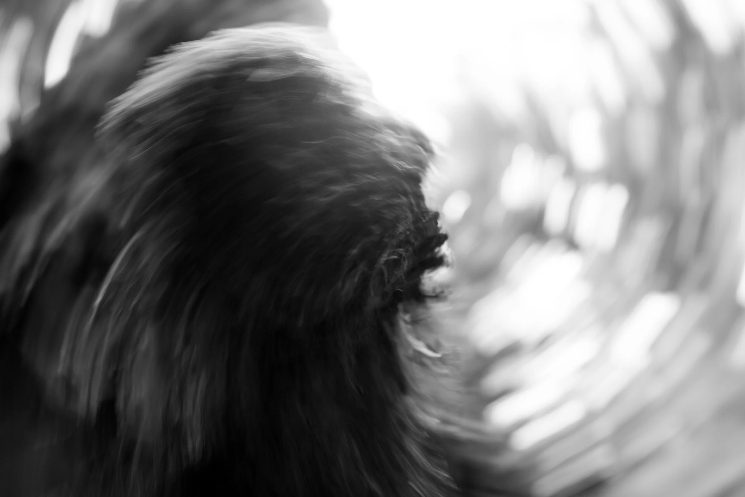 Black-and-white experimental photograph from the Wuduland series.