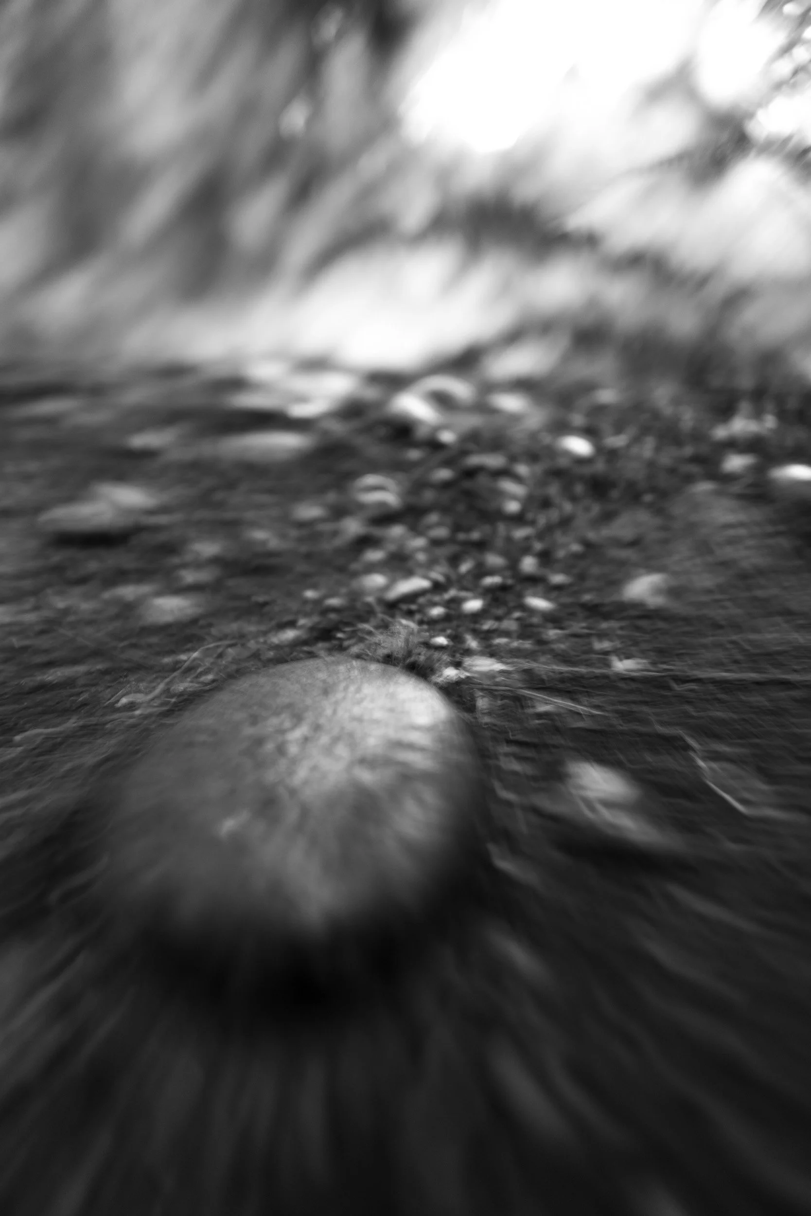Black-and-white photograph from the Wuduland series, depicting a natural environment with soft motion blur and high-contrast light.
