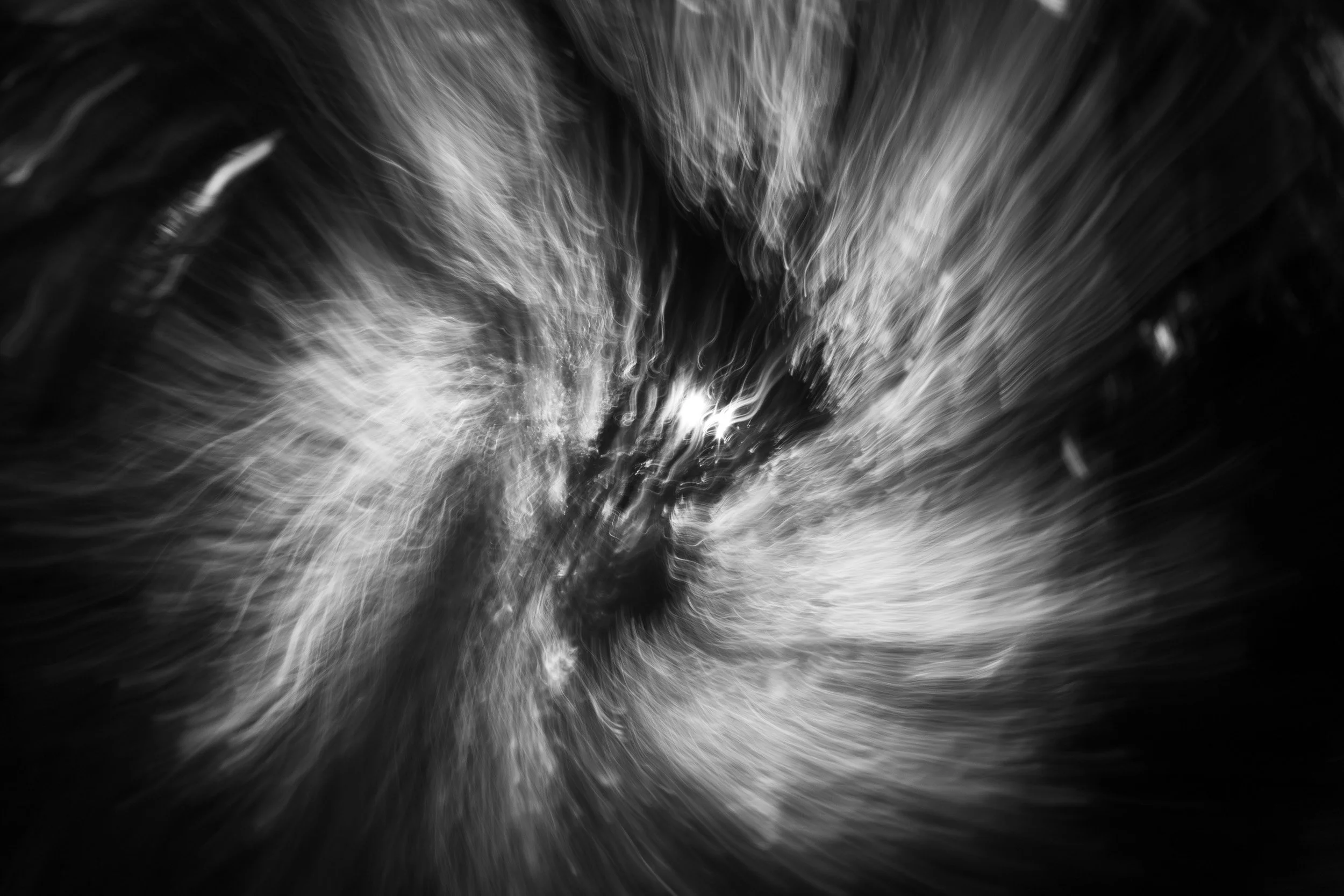 Black-and-white photograph from the Wuduland series, depicting a natural environment with soft motion blur and high-contrast light.