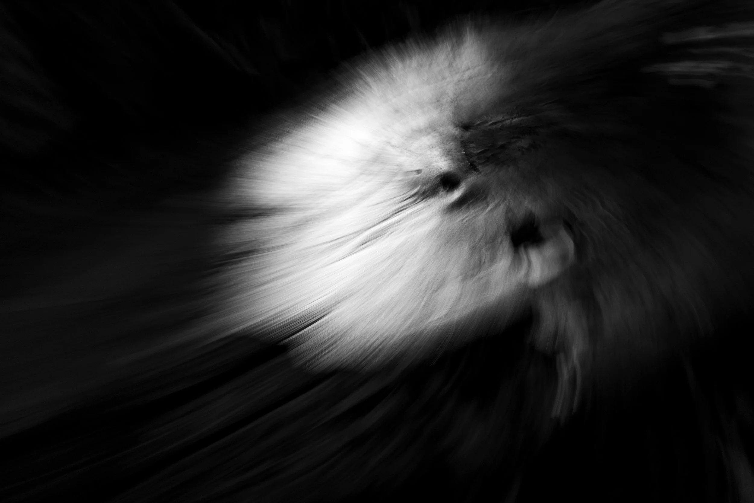 Black-and-white photograph from the Wuduland series, depicting a natural environment with soft motion blur and high-contrast light.