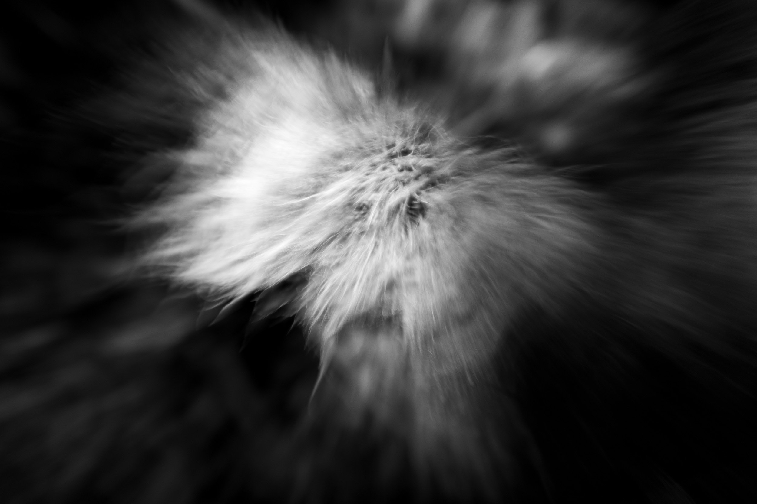Black-and-white photograph from the Wuduland series, depicting a natural environment with soft motion blur and high-contrast light.