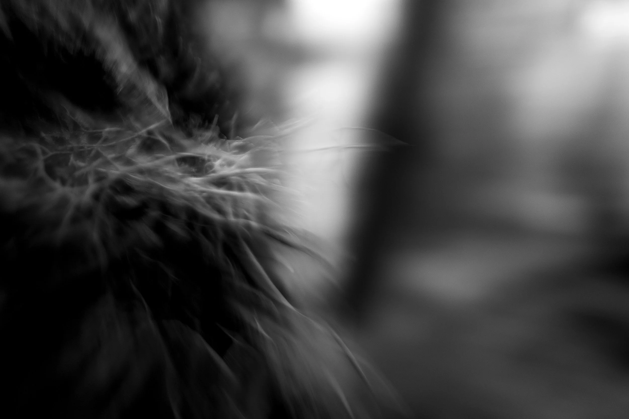 Black-and-white photograph from the Wuduland series, depicting a natural environment with soft motion blur and high-contrast light.