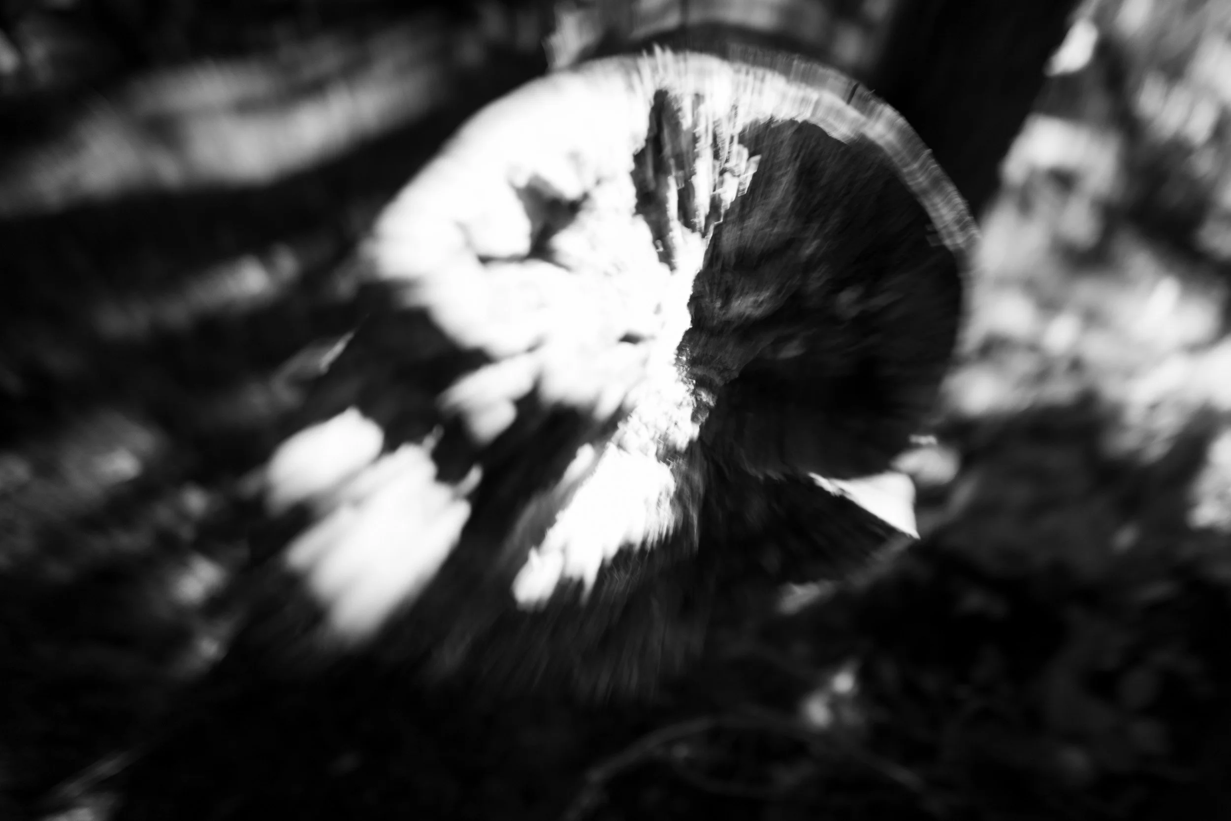 Black-and-white photograph from the Wuduland series, depicting a natural environment with soft motion blur and high-contrast light.