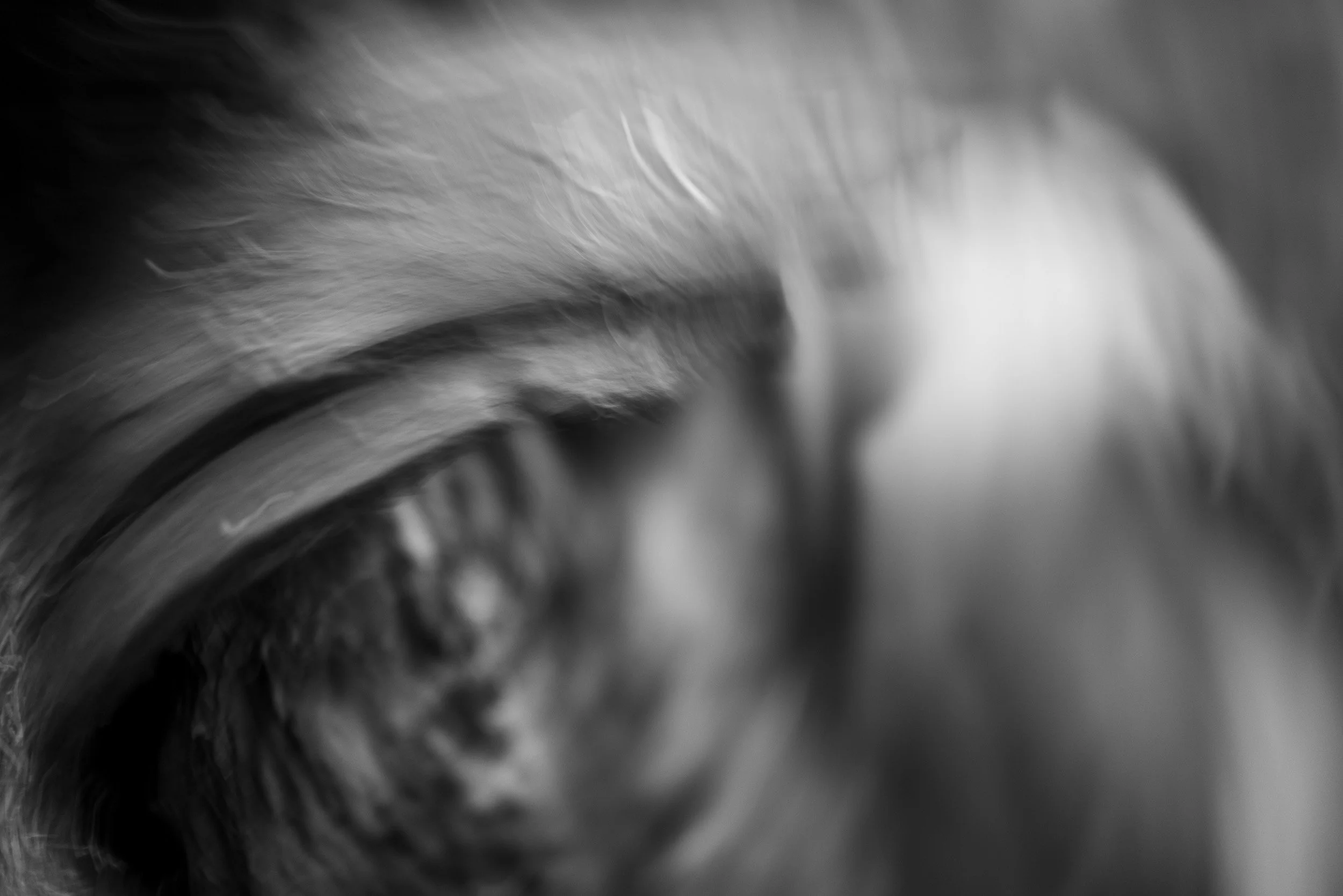 Black-and-white photograph from the Wuduland series, depicting a natural environment with soft motion blur and high-contrast light.