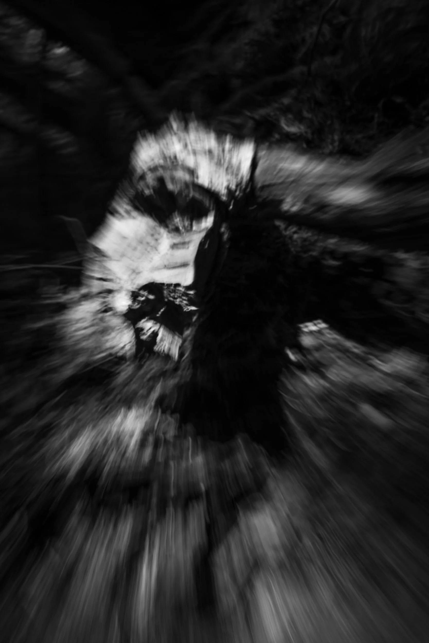 Black-and-white photograph from the Wuduland series, depicting a natural environment with soft motion blur and high-contrast light.