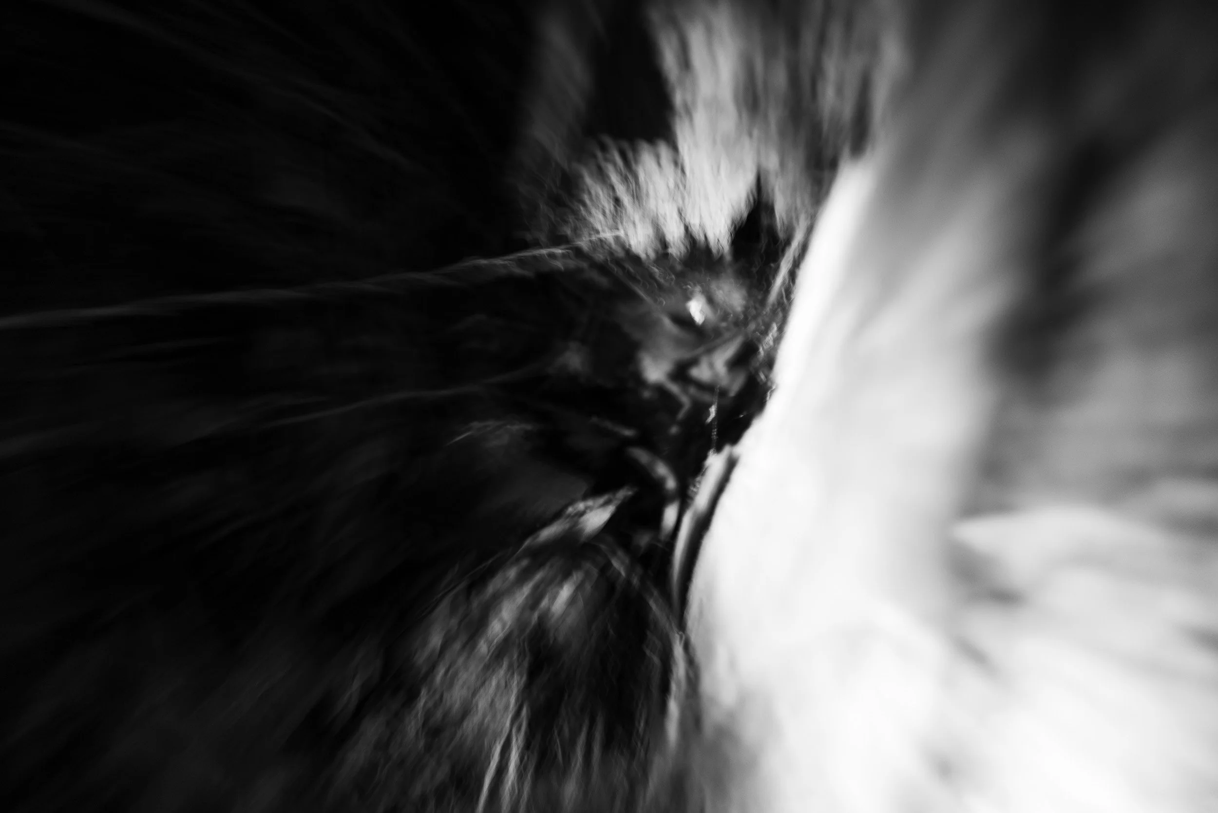 Black-and-white photograph from the Wuduland series, depicting a natural environment with soft motion blur and high-contrast light.