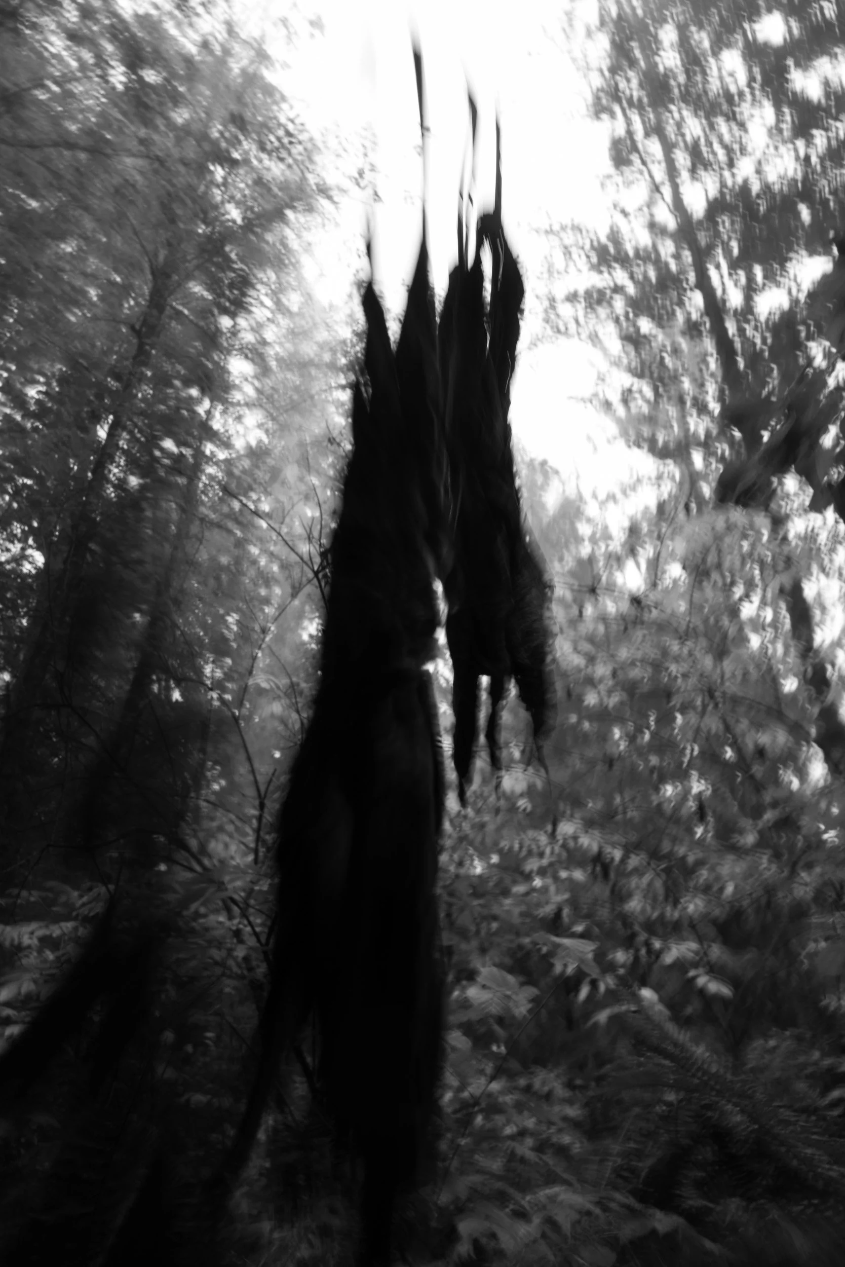 Black-and-white photograph from the Wuduland series, depicting a natural environment with soft motion blur and high-contrast light.