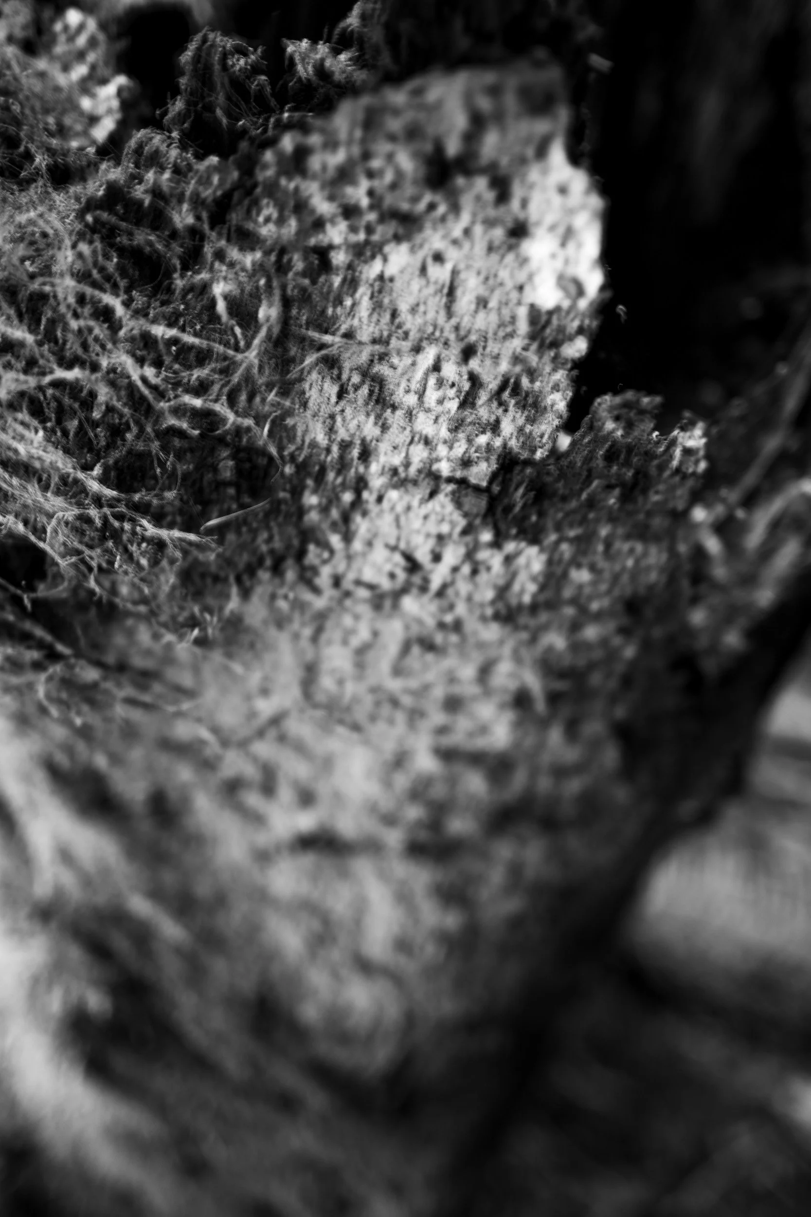 Black-and-white experimental photograph from the Wuduland series.