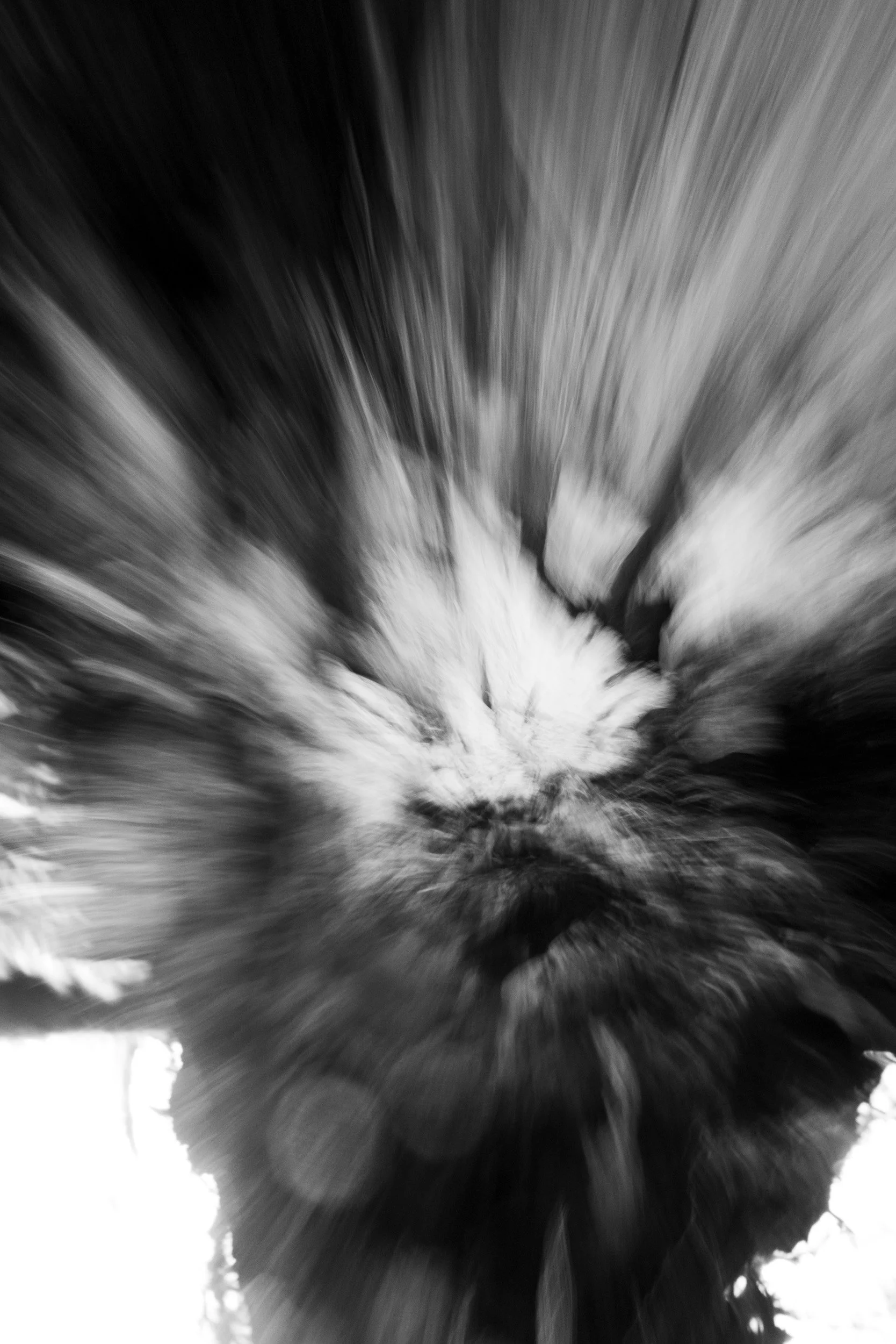 Black-and-white photograph from the Wuduland series, depicting a natural environment with soft motion blur and high-contrast light.