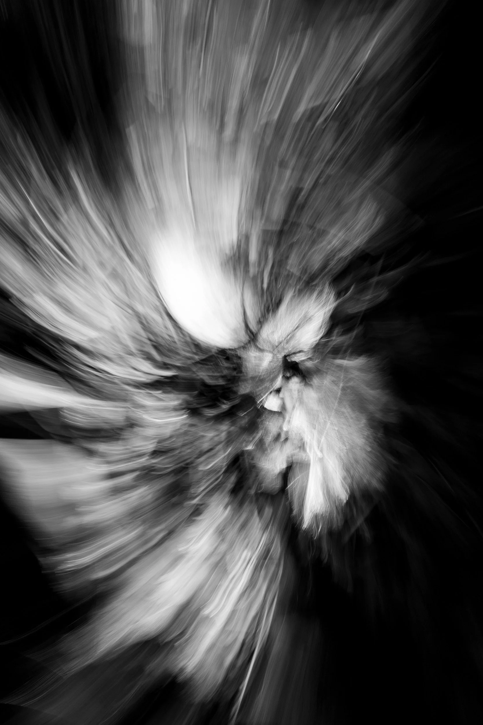 Black-and-white experimental photograph from the Wuduland series.